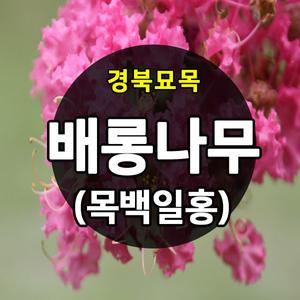 [경북묘목]목백일홍(배롱나무) 신품종 다이너마이트 삽목2년생묘 조경수 가로수