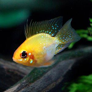 골든볼 라미네지 1마리 (2.5cm 전후)