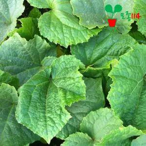 오이 모종 (마디오이) (2개)~ 베란다 텃밭 시장 씨앗