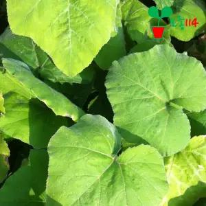 애호박 모종 (동그란애호박) (1개)~ 베란다 텃밭 시장