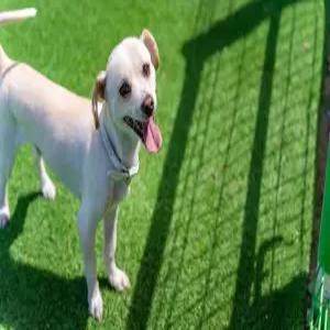 [강원/강릉] 강릉 수와래 애견 동반 펜션 (낚시/바다(도보5분)/해수욕장/바베큐장/애견/일출/일몰/개별바베큐/가족/커플/단체/복층/MT/워크샵/애견운동장)