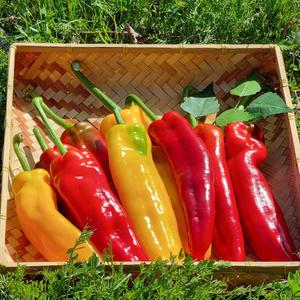 국내산 고당도 롱스위트 파프리카 1kg