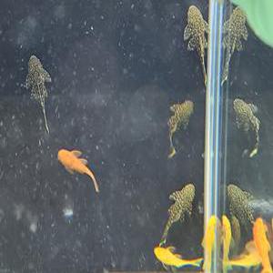 [스누피아쿠아] 안시 숏핀 유어 8마리 (색상랜덤)