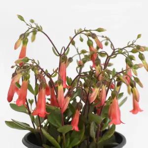 엔젤 카랑코에 소형 야생화 꽃모종 화단가꾸기 화초키우기 인테리어 식물