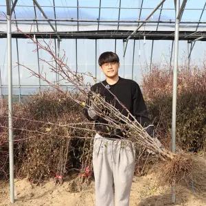 사과 대추나무 묘목 2년생 (접목1년생) 태상왕대추 왕대추 복조 유실수 과수 정원수