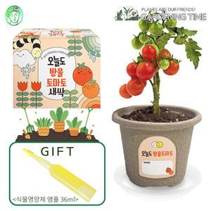 [식물영양제선물]오늘도 새싹 - 지피포트 방울토마토 / 채소 모종키우기 원예체험 식물키우기 화분기르기 꽃집사