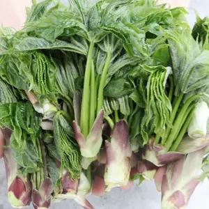 청송 엄나무순 1kg 개두릅 음나무순 당일채취 산채의여왕