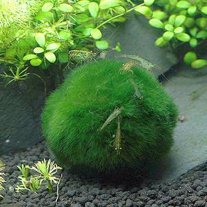 모스볼 (3.5~4.5cm) - (마리모 어항수초)