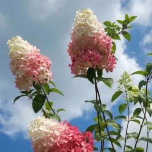 바닐라프레이즈 4치장 포트묘 유럽 목수국 묘목 수국 노지월동 정원용 조경수 여름꽃나무 (목하원예조경)