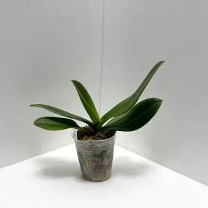 서양난 k9 흰색 꽃 호접란 개화주 모종 생화