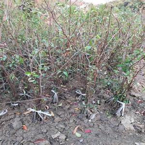 명자나무 / 80cm / 개화주