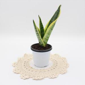 슈퍼바1촉 산세베리아 학습원예용 실내공기정화식물