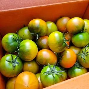 [절과당][대저농협인증 정품] 산지직송 대저 짭짤이토마토 2.5kg 로열과(2S-3S)