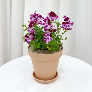 엔젤아이스 랜디 오렌지랜디 제라늄 미니 꽃화분 모종 키우기