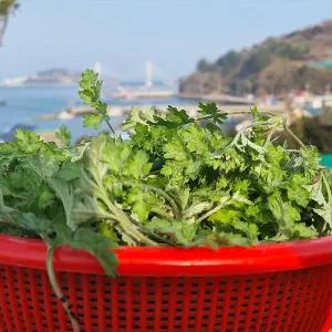 [산지직송] 26년 제철 무농약 거문도 해풍쑥 2kg