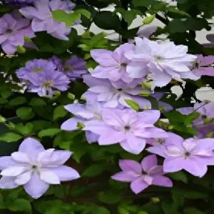 클레마티스 리플렉션 청보라꽃 리블루밍 포트 묘목 노지월동 정원조경식물 꽃나무 모종 (목하원예조경)