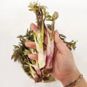 여수 돌산 땅두릅 1kg 산지직송 독활 봄나물 두룹 산나물