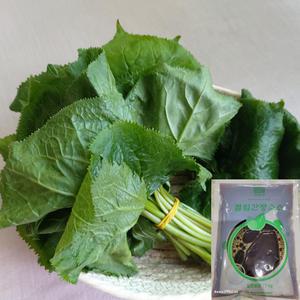 강원도 인제  곰취 곤달비 1kg +절임소스