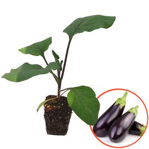 파머씨드 가지 모종 4개 채소 텃밭 가꾸기