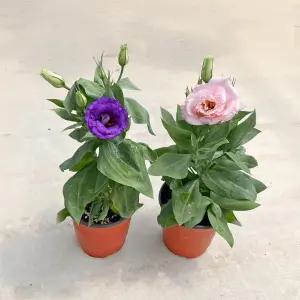 리시안셔스 소형 야생화 생화 실내화초 꽃모종