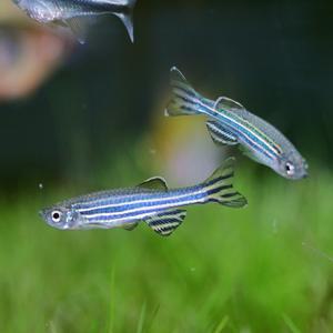 티아쿠아 열대어 제브라 다니오 5마리