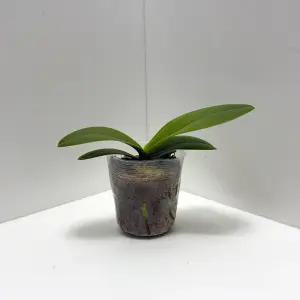 모종 호접란 서양난 엘레강스 분홍색 난초