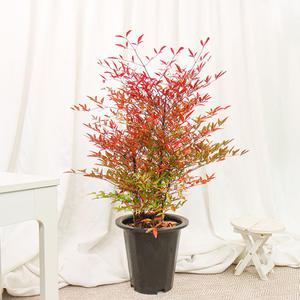 갑조네 남천 특대품 개별배송 울타리나무 노지월동 실내 화초 거실 화분