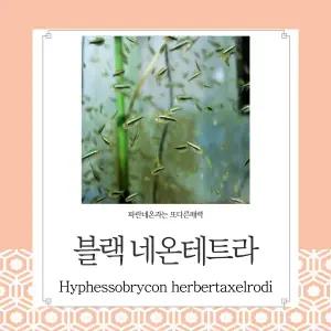 블랙네온테트라 50마리 작고 귀여운 또다른매력의 테트라  관상용 열대어 어항 수족관 생먹이자루