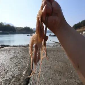 국내산 횟감용 산낙지 특대 생물 활낙지 탕탕이 볶음 덮밥 회 연포탕 호롱구이 제철 별미 술안주 캠핑