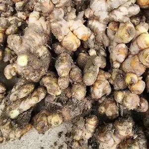 경북 영주 산지발송 씨생강(소강) 종자용 1kg/개량종