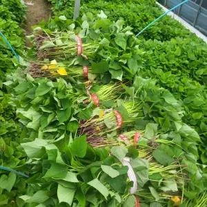 알담 해남 꿀 고구마 모종 5kg 고구마순