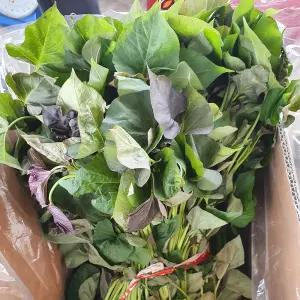 알담 해남 호박 고구마 모종 3kg 고구마순