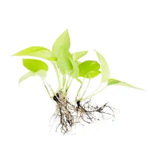 글라스가든 뿌리 세척 야광 형광 스킨답서스 모종 관엽식물 수경재배 수생 식중 실내공기정화식물 3뿌리