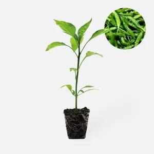 마이플랜트 꽈리고추 1개 고추 모종 텃밭 채소 튼튼한 모종