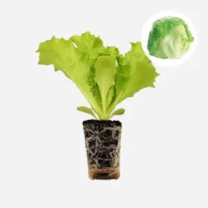 마이플랜트 유레카 양상추 2개 상추 모종 쌈채소 샐러드 샌드위치 텃밭 채소 튼튼한 모종