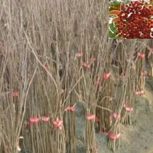 마가목나무묘목(실생1년생) 10그루 ga2510