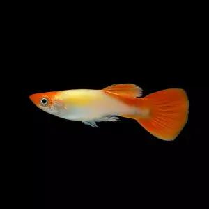 [M] 골든 코이 구피 2쌍