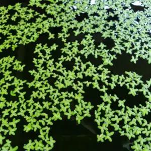 개구리밥 부상수초 어항 수초키우기 연못식물 수련 20촉