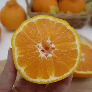 담은농가 제주 고당도 산지직송 정품 한라봉 중소과 5kg (가정용)