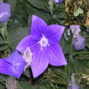 도라지씨앗 20g ja263