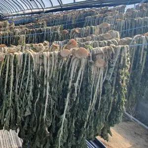 자연건조 봉화 영주 말린 무청 시래기 1kg 무우청 시래기 건시래기 마른시래기 말린시