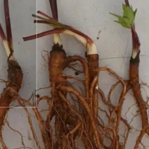 토종당귀 참당귀모종 2년차 종근 20개 ta263