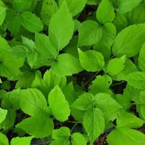 땅두릅모종 트레이묘 50구 wj263