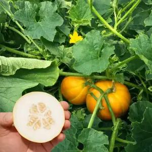 [왕고당도] 성주 꼬마참외 꿀참외 5kg (옵션: 2~10kg)