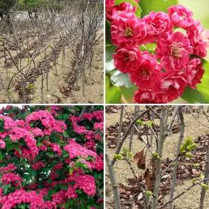 홍화산사나무 묘목 3년생 개화주 분묘 봄꽃나무 조경수 정원수 원예