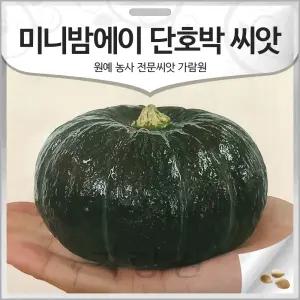 미니밤에이 단호박 씨앗 단호박씨 종자 호박 호박씨 10알