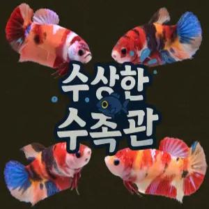 [수상한수족관] [하프문베타 ] 코이 플라캇 암컷 베타 / 1마리 / 랜덤발송