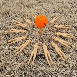 인기제품 티꽂이 골프 트렌드 1set 10p 미인