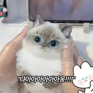 bookaz 고양이 말랑이 5종 스퀴시 스트레스 해소 장난감 촉감 인형 찐득볼