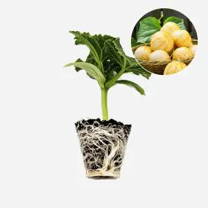 마이플랜트 레몬오이 챠밍 1개 야채 신품종 오이 모종 텃밭 채소 튼튼한 모종